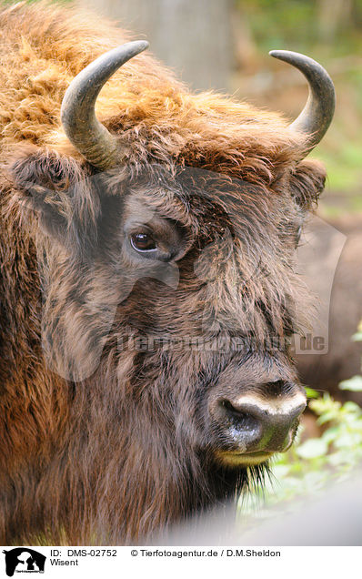 Wisent / Wisent / DMS-02752