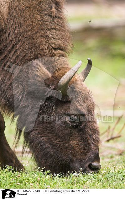 Wisent / european bison / MAZ-02743