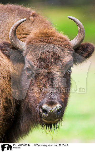 Wisent / european bison / MAZ-02744