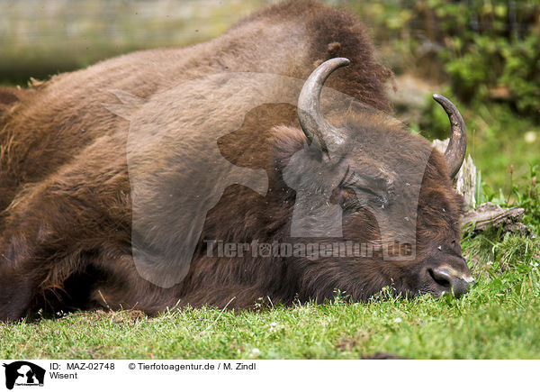Wisent / european bison / MAZ-02748