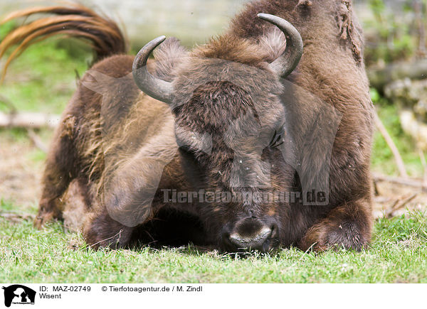 Wisent / european bison / MAZ-02749