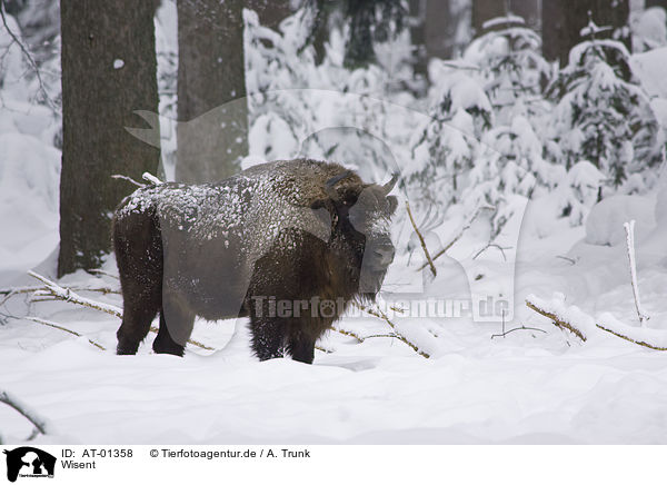 Wisent / bison / AT-01358