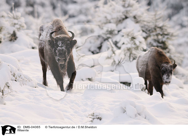 Wisente / European bisons / DMS-04065