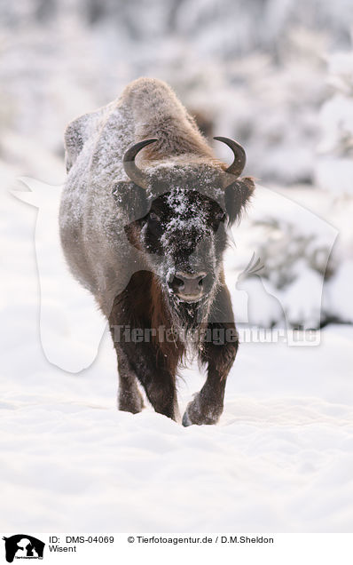 Wisent / European bison / DMS-04069