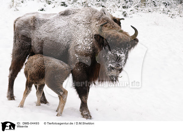 Wisente / European bisons / DMS-04493