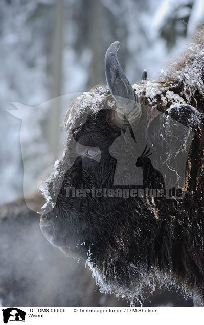 Wisent / Wisent / DMS-06606