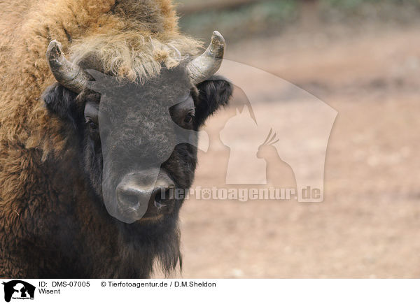 Wisent / european bison / DMS-07005