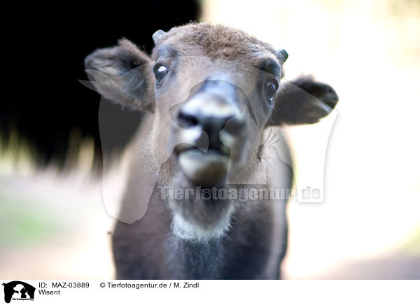 Wisent / MAZ-03889