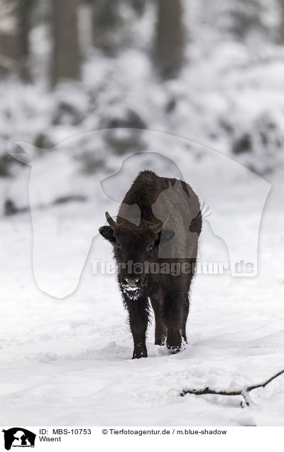 Wisent / Wisent / MBS-10753