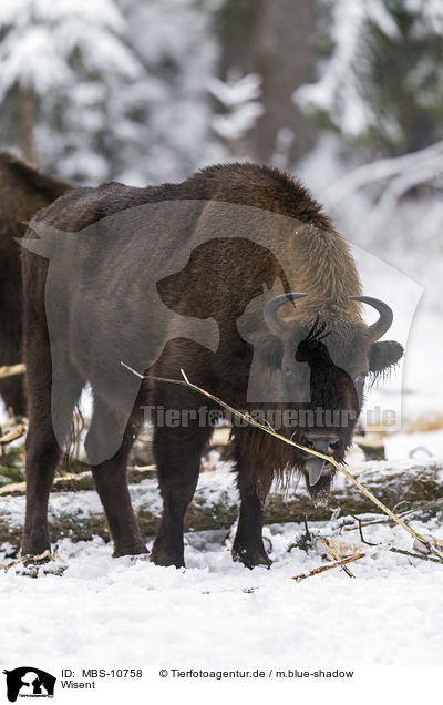 Wisent / Wisent / MBS-10758