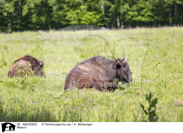 Wisent / Wisent / AM-05802