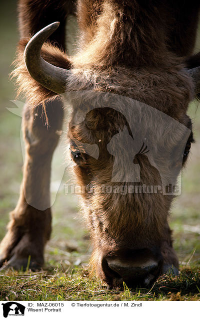 Wisent Portrait / MAZ-06015