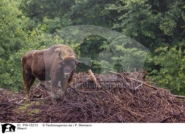 Wisent / PW-15213