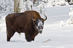 Wisent