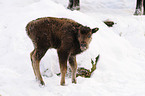 Wisent