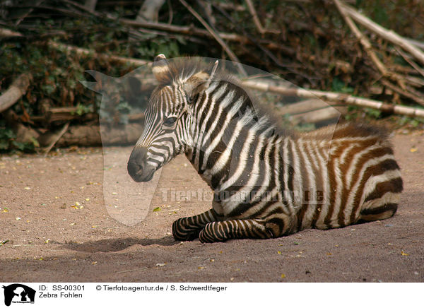 Zebra Fohlen / Zebra foal / SS-00301