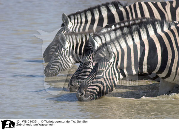 Zebraherde am Wasserloch / drinking zebras / WS-01035