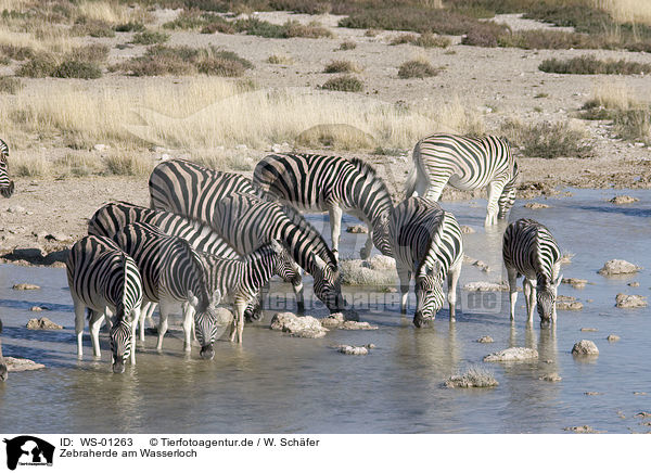 Zebraherde am Wasserloch / drinking zebras / WS-01263
