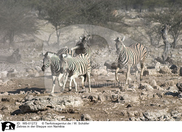 Zebras in der Steppe von Namibia / Zebras / WS-01272