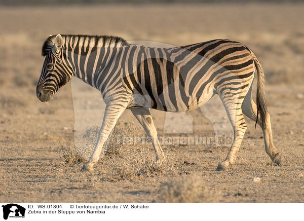 Zebra in der Steppe von Namibia / WS-01804