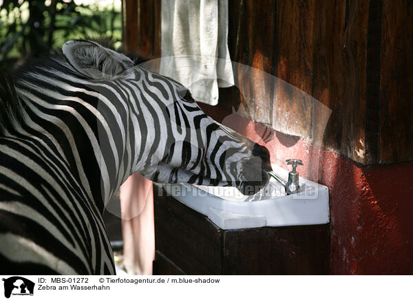 Zebra am Wasserhahn / zebra at water tap / MBS-01272