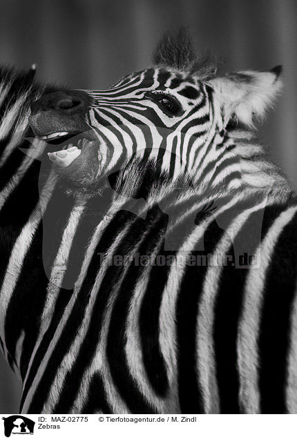 Zebras / Zebras / MAZ-02775