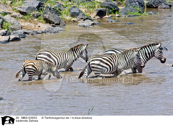 badende Zebras / bathing zebras / MBS-04852