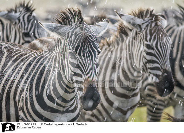 Zebras im Regen / IG-01299
