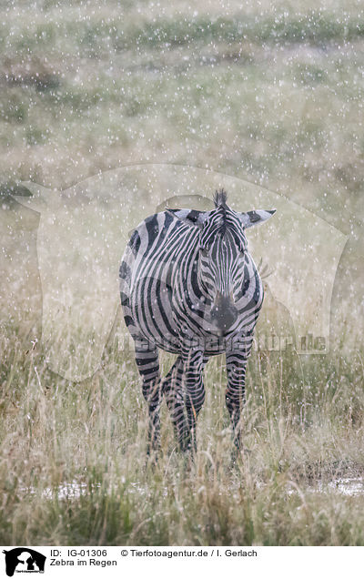 Zebra im Regen / Zebra in the rain / IG-01306
