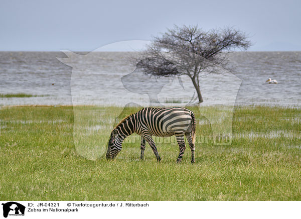 Zebra im Nationalpark / JR-04321