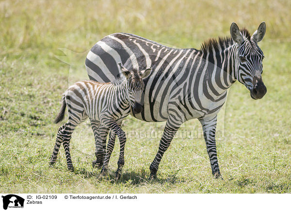 Zebras / Zebras / IG-02109