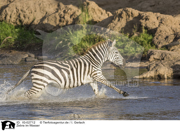 Zebra im Wasser / IG-02712