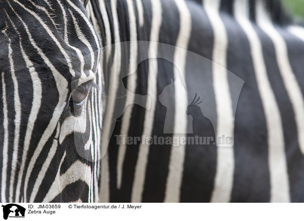 Zebra Auge / JM-03659