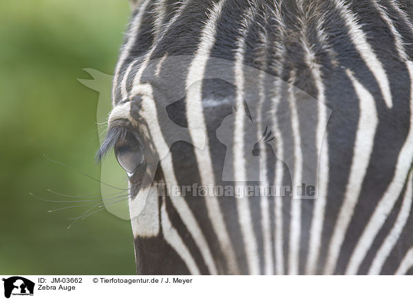 Zebra Auge / JM-03662