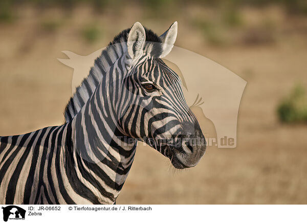 Zebra / JR-06652