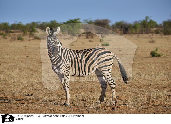 Zebra / JR-06654