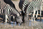 Zebraherde am Wasserloch