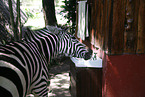 Zebra am Wasserhahn