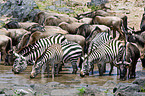 trinkende Zebras