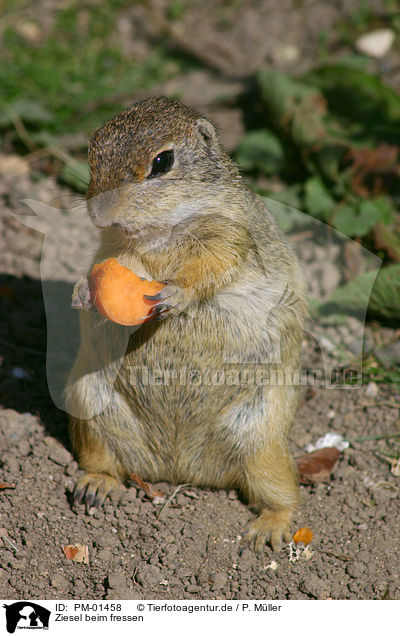 Ziesel beim fressen / eating / PM-01458