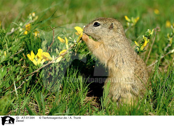 Ziesel / gopher / AT-01384