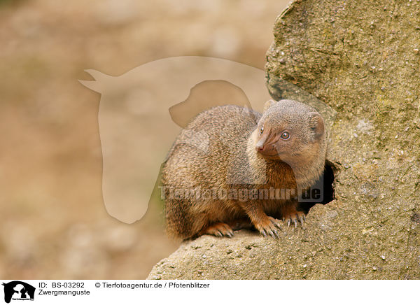 Zwergmanguste / dwarf mongoose / BS-03292