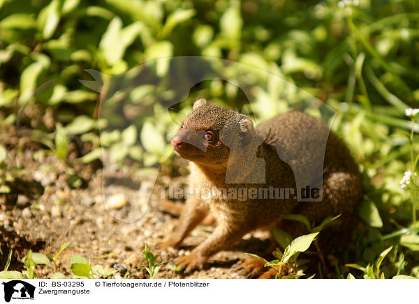 Zwergmanguste / dwarf mongoose / BS-03295