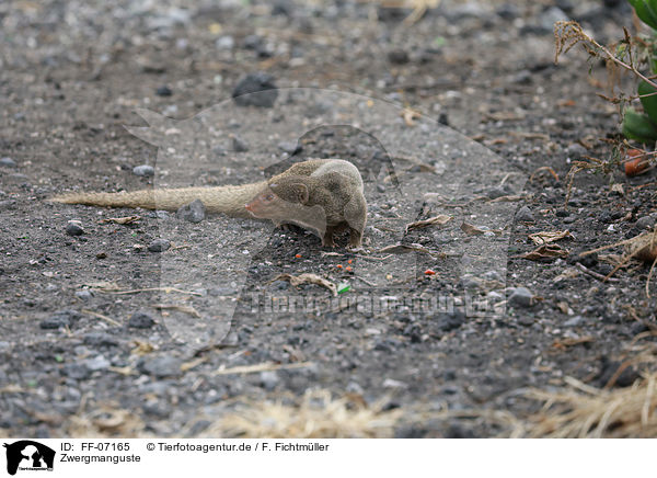 Zwergmanguste / dwarf mongoose / FF-07165