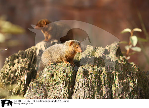 Zwergmangusten / dwarf mongooses / KL-19165