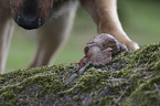 Hund mit Afrikanische Riesenschnecke