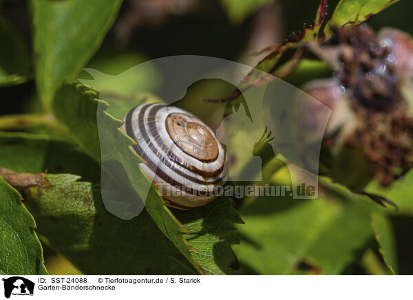 Garten-Bnderschnecke / SST-24088