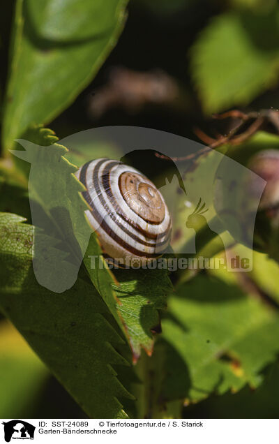 Garten-Bnderschnecke / SST-24089