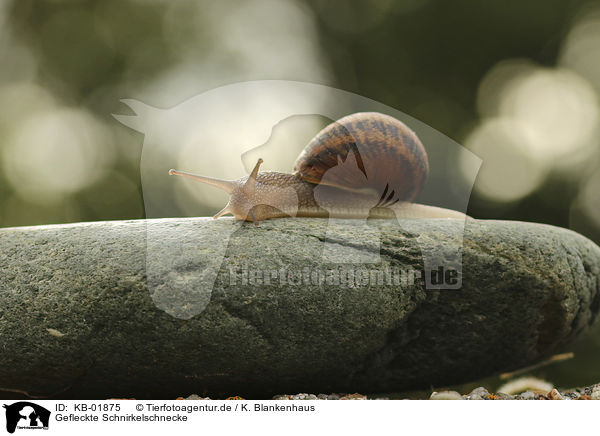 Gefleckte Schnirkelschnecke / KB-01875