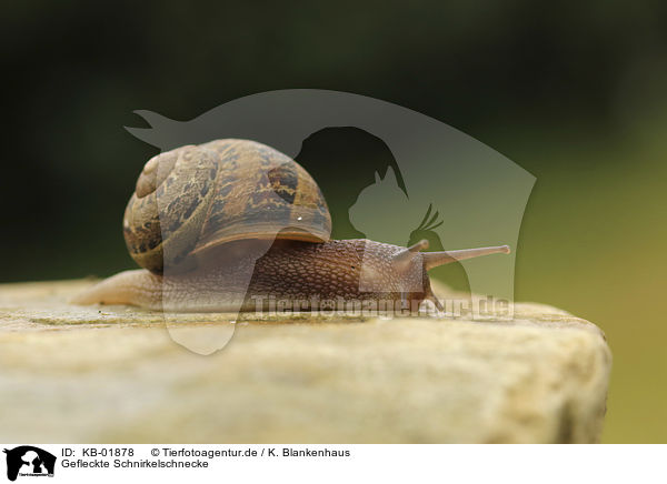 Gefleckte Schnirkelschnecke / Orchard Snail / KB-01878